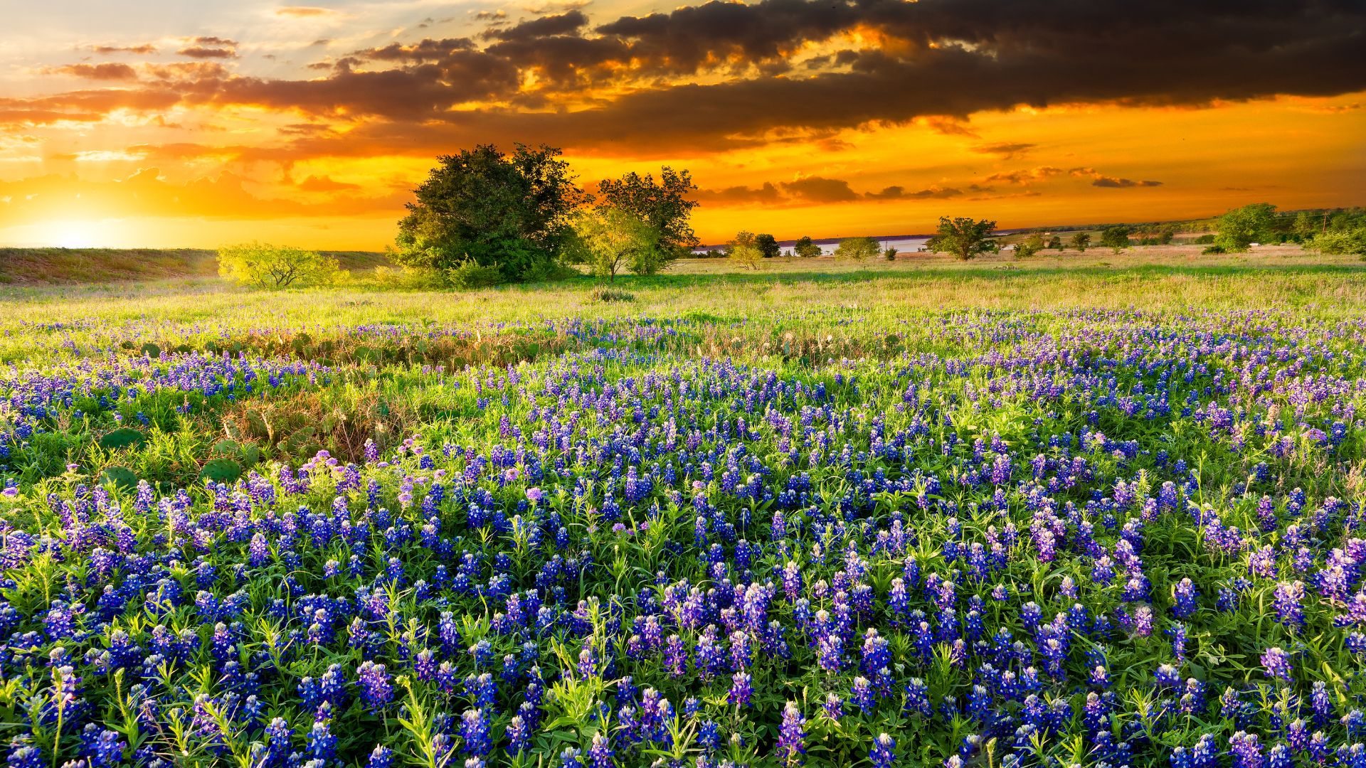 Contesting a Will in Texas: What You Need to Know